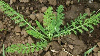 Yarrow